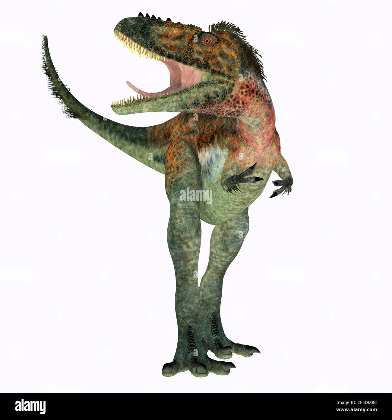 Alioramus rabotus était un dinosaure carnivore théropode qui vivait en Mongolie pendant la période du Crétacé. Banque D'Images