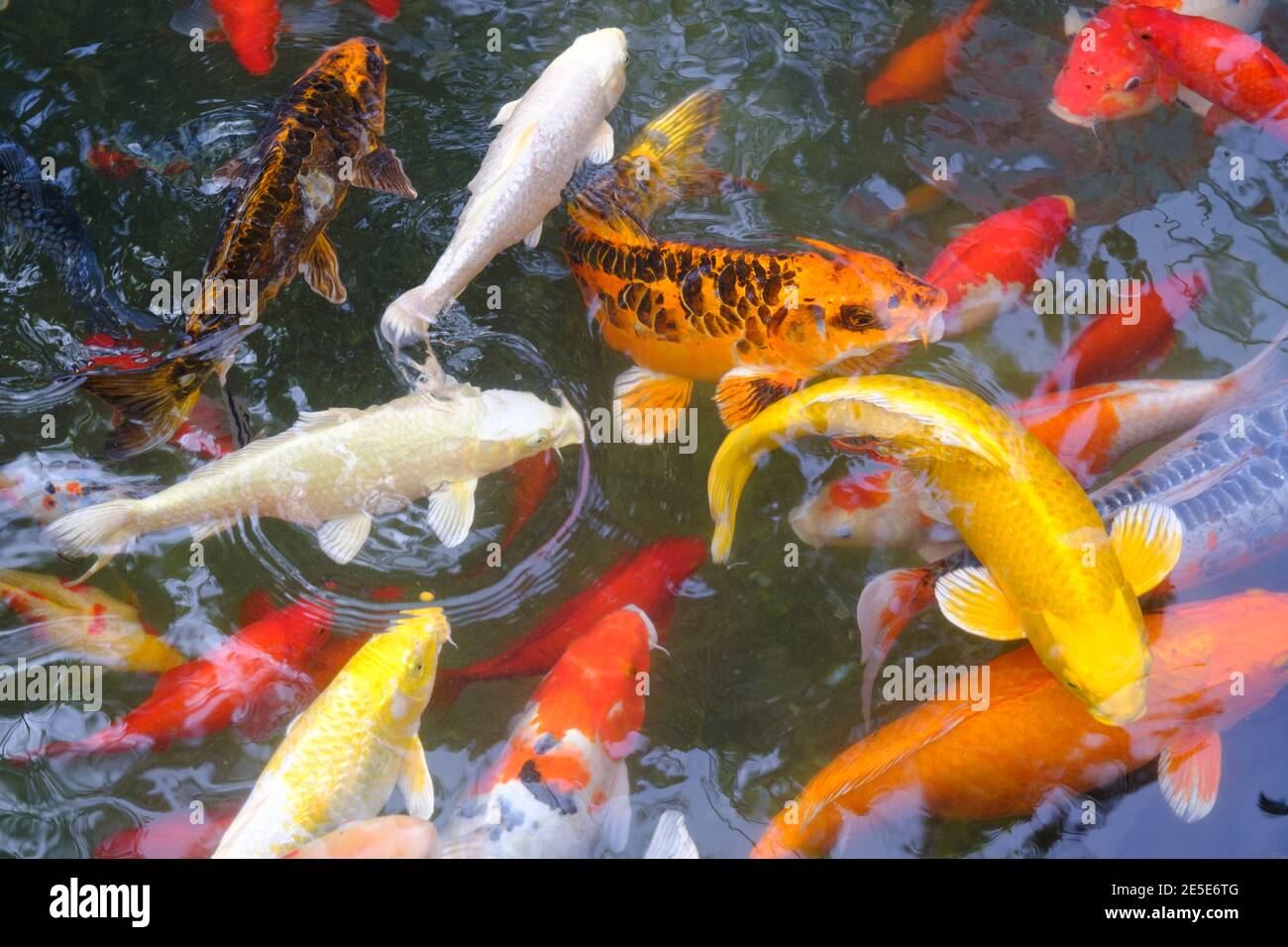 les poissons koi nagent dans des étangs artificiels avec un beau