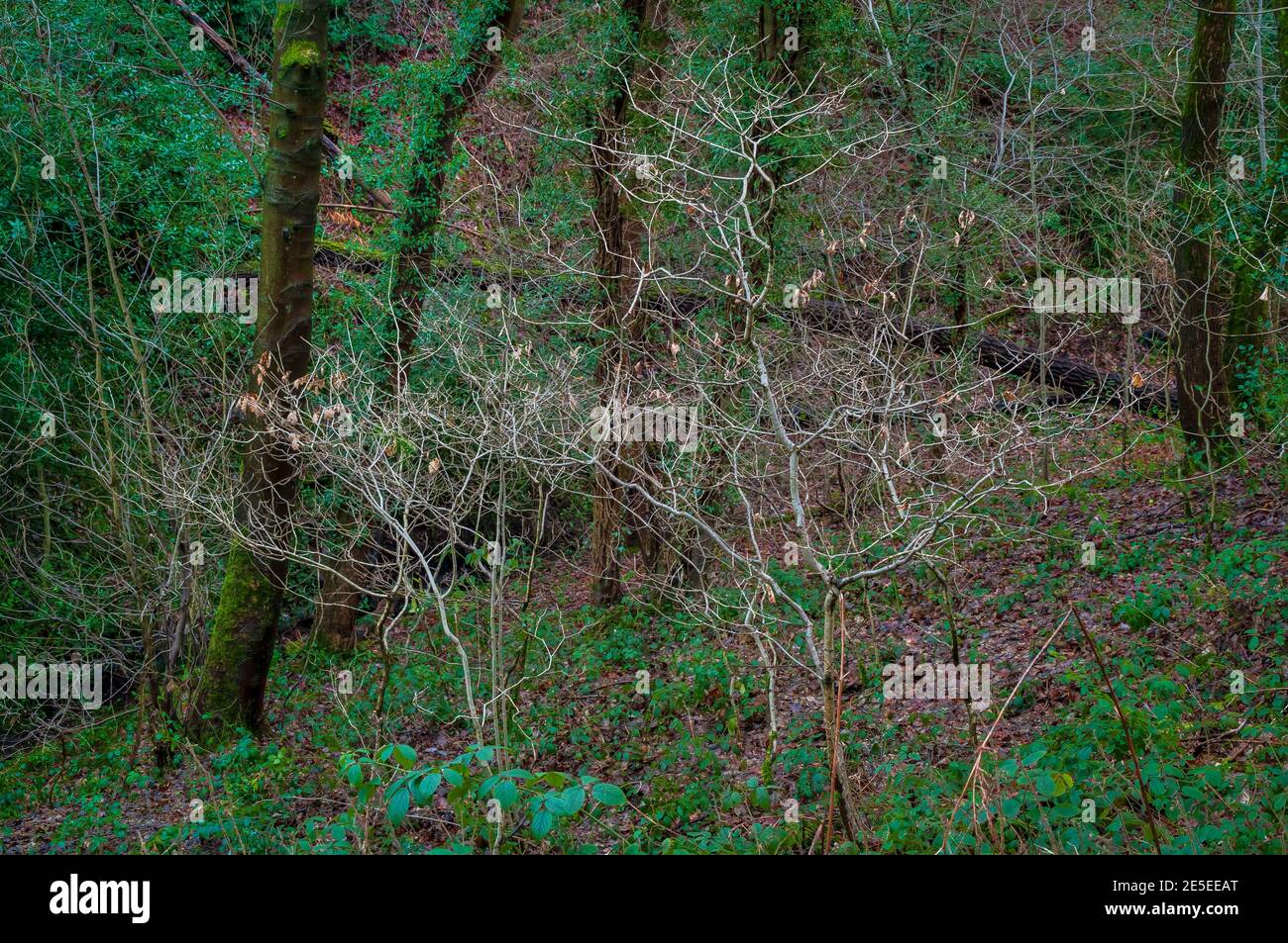 De petits jeunes arbres blancs sur une pente abrupte dans le bois de Leeshall, ancienne forêt dans la vallée de Gleadless, Sheffield. Banque D'Images