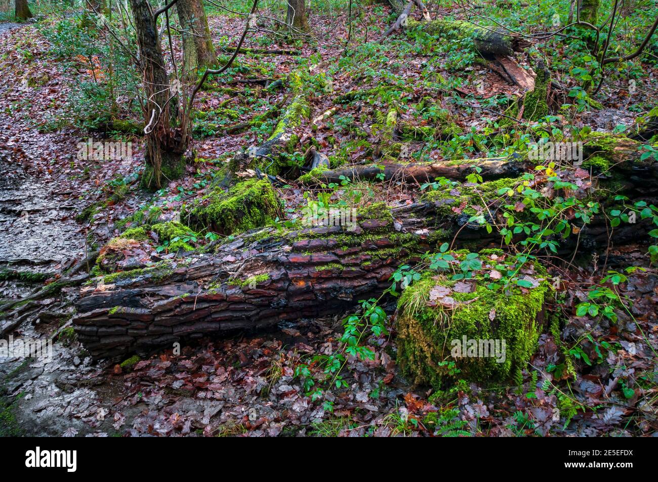 Grand tronc d'arbre coupé et bosse par un petit ruisseau près d'une faille dans le bois de Leeshall, ancienne forêt dans la vallée de Gleadless, Sheffield. Banque D'Images