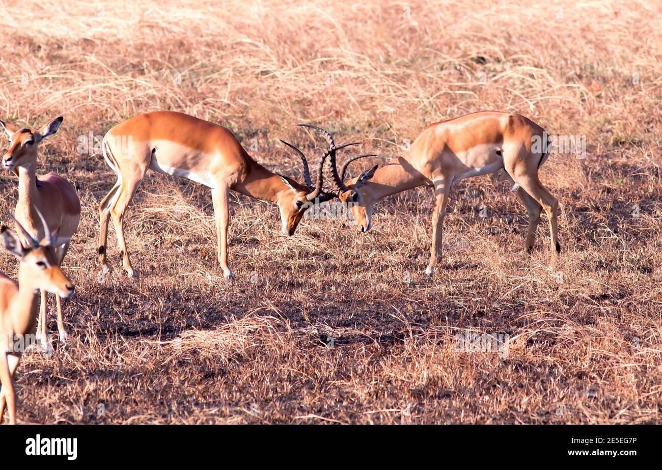 Impala au parc national de Mikumi Banque D'Images