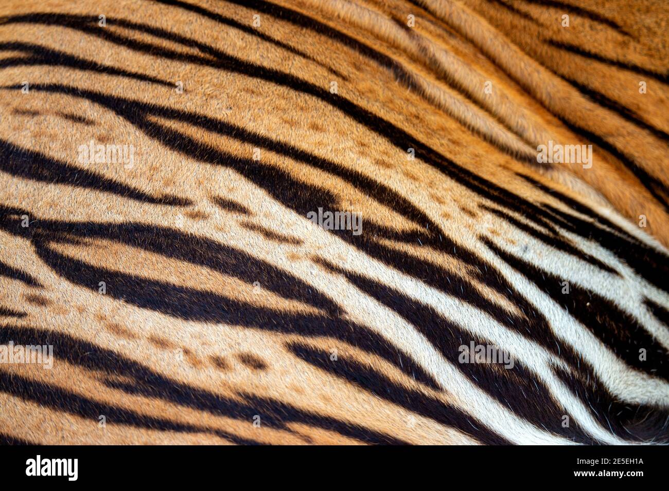 Belle fourrure de tigre, véritable peau de tigre texture fourrure pour le fond Banque D'Images