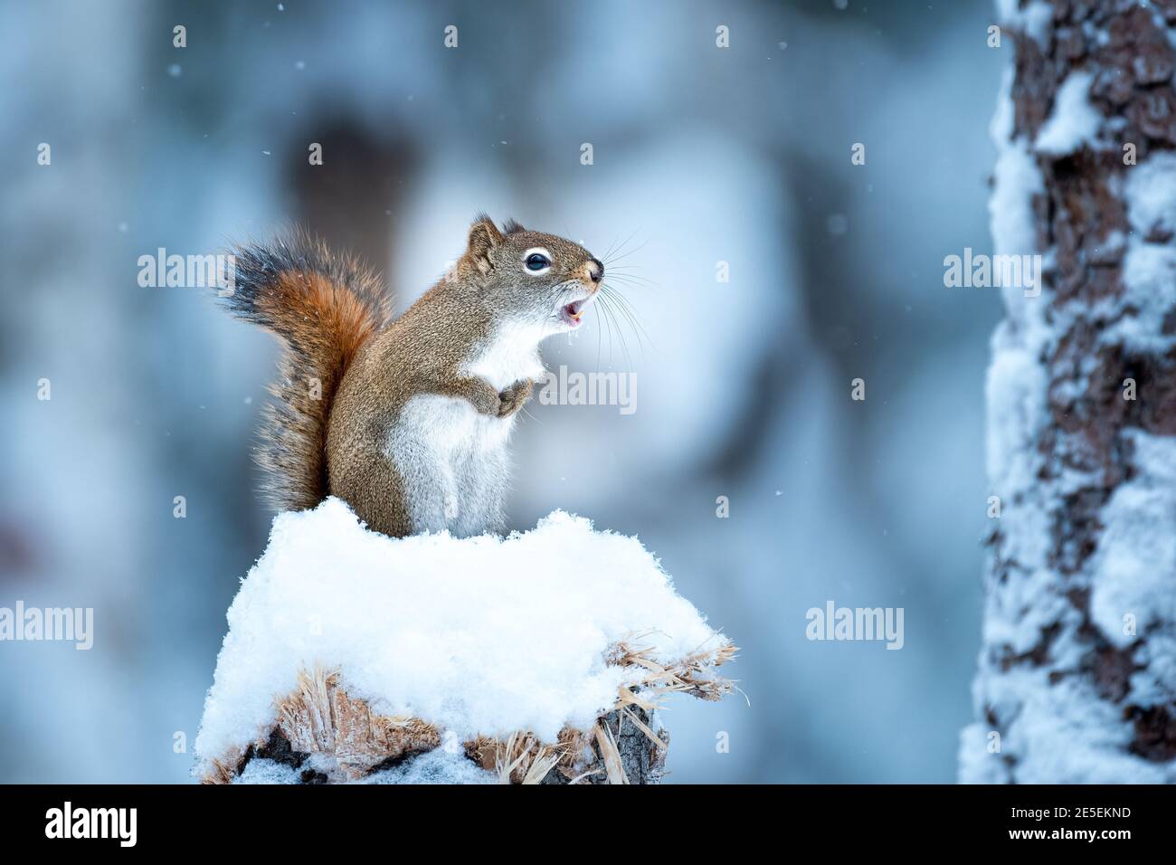 Écureuil roux américain (Tamiasciurus hudsonicus) dans la neige sur une souche Banque D'Images