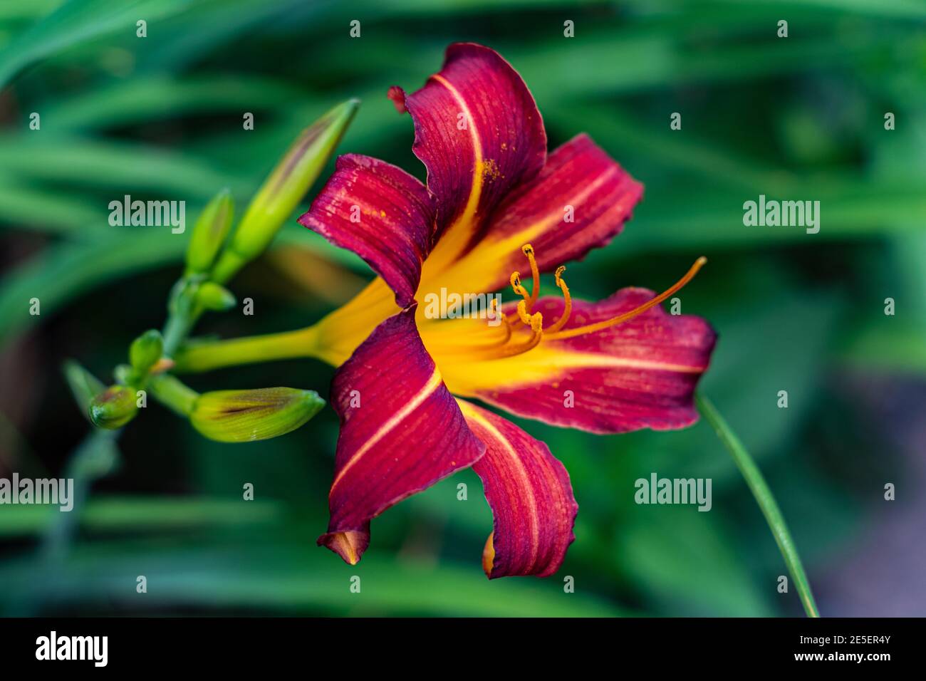 La fleur rouge et jaune vif en plein écran à attirer les abeilles Banque D'Images