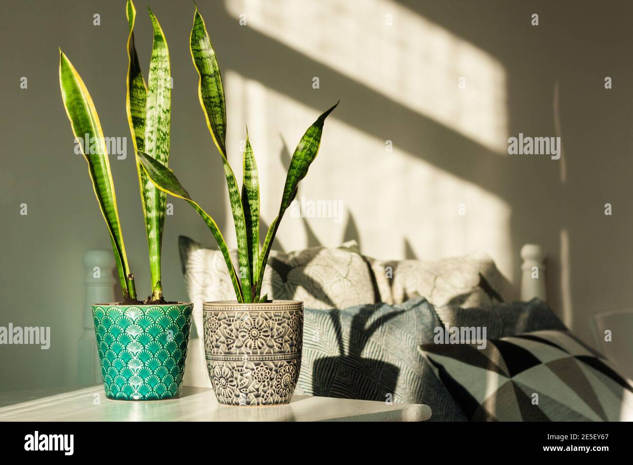 Décoration intérieure chaleureuse, Sansevieria (plante de serpent) en pots de céramique sur une table blanche sur le fond d'un lit avec oreillers décoratifs, design moderne Banque D'Images