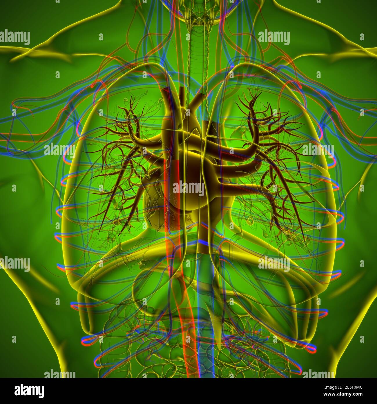 Anatomie du cœur humain pour l'illustration 3D du concept médical Photo ...