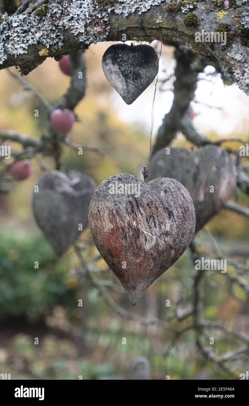 Vieux coeurs en bois gris recouvert de lichen décorent un arbre d'automne dans le jardin d'une pépinière comme un Symbole de l'amour et de la Saint-Valentin Banque D'Images