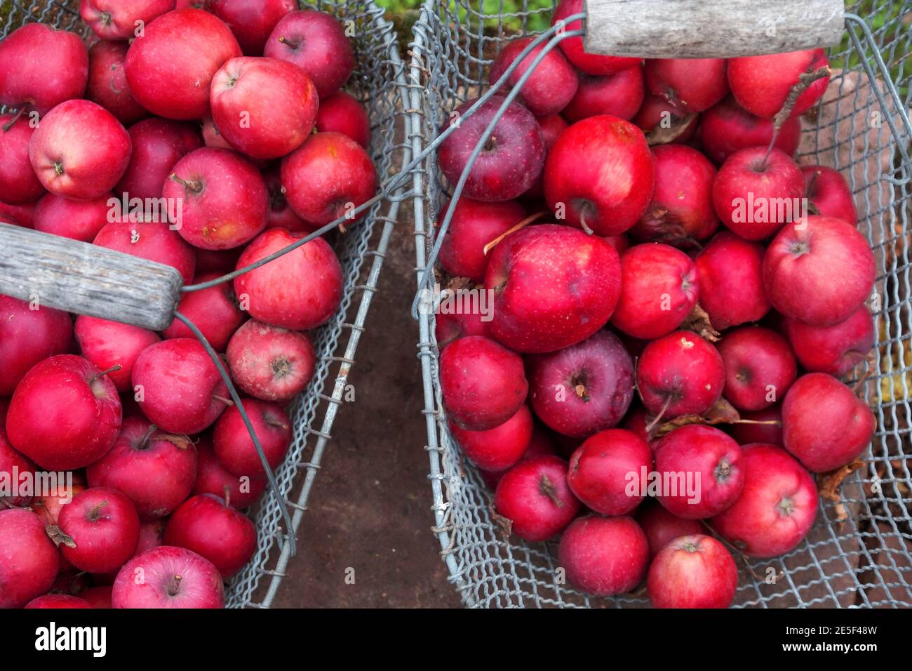 Panier métallique en maille avec rouge savoureux frais juteux sain Pommes variété de pommes Gloster 69 dans le jardin sur brique mur dans la prairie de gros plan Banque D'Images