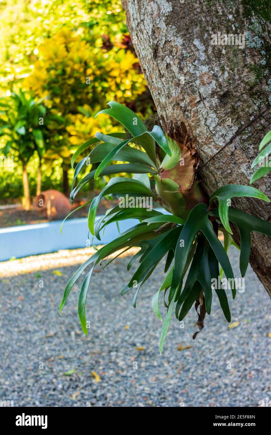 La fougères staghorn, Platycerium bifurcatum, pousse sur un arbre à El Higuerito, en République dominicaine. Banque D'Images