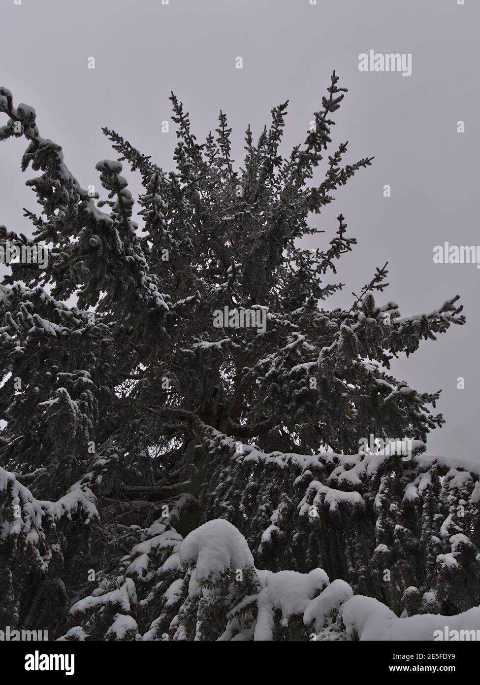 Vue en portrait à angle bas de conifères enneigés avec branches congelées le jour nuageux de la saison d'hiver près de Schliffkopf, en Allemagne, dans la Forêt-Noire. Banque D'Images