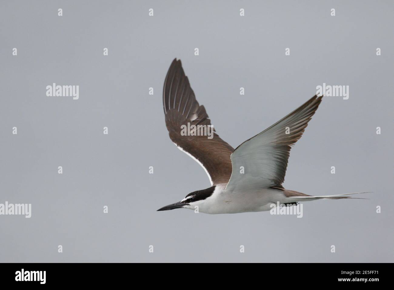 Terne bridée (Onychoprion anaethetus), oiseau seul en vol, baie de Mirs, nord-est de Hong Kong, Chine août 2016 Banque D'Images