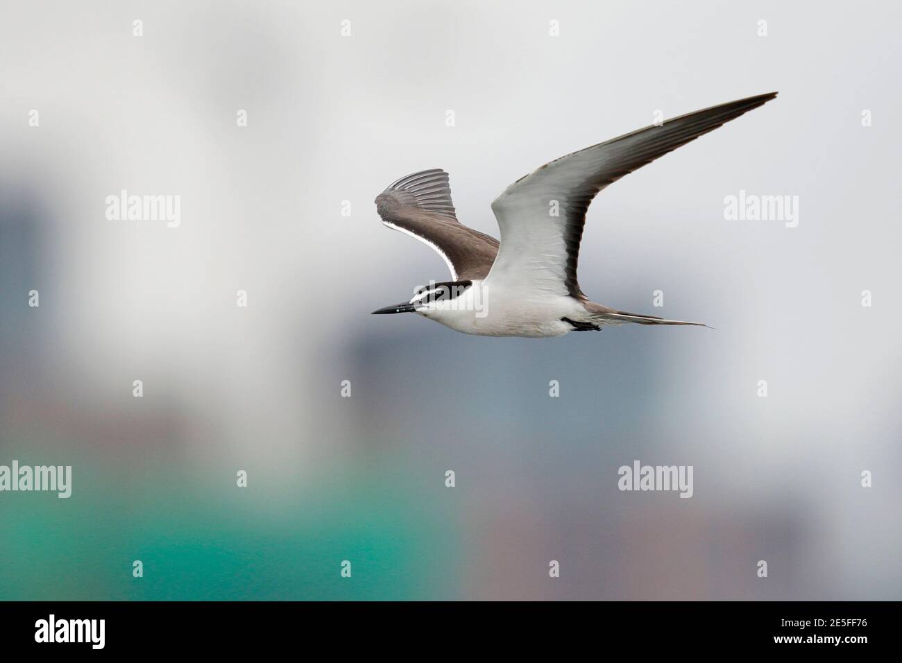 Terne bridée (Onychoprion anaethetus), oiseau seul en vol, baie de Mirs, nord-est de Hong Kong, Chine août 2016 Banque D'Images