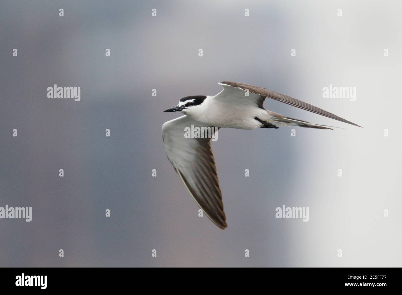 Terne bridée (Onychoprion anaethetus), oiseau seul en vol, baie de Mirs, nord-est de Hong Kong, Chine août 2016 Banque D'Images