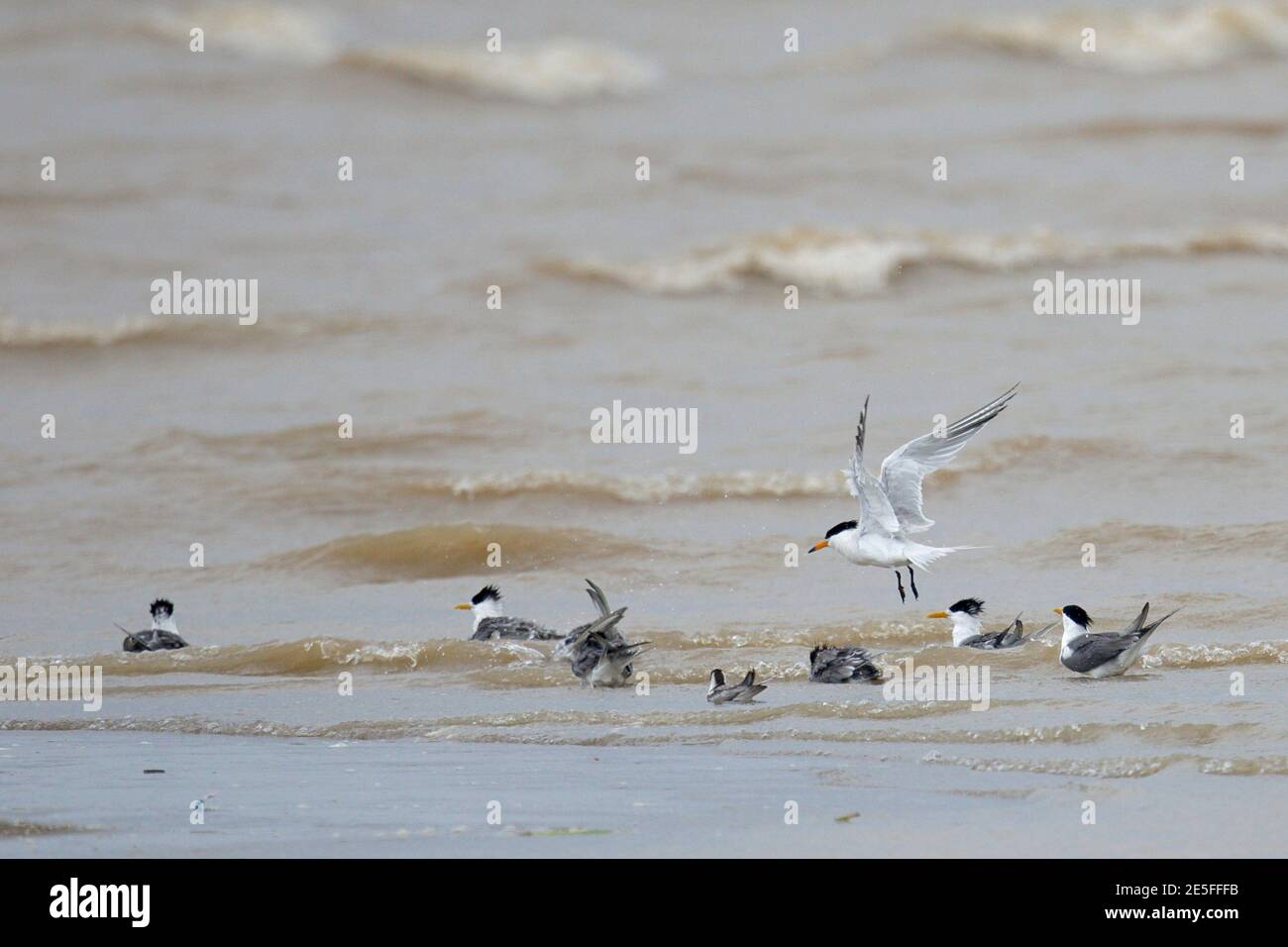 Sterne de Chine à crête (Thalasseus bernsteini), en vol, estuaire de la rivière min, angle, province de Fujian, Chine 10 juin 2016 Banque D'Images