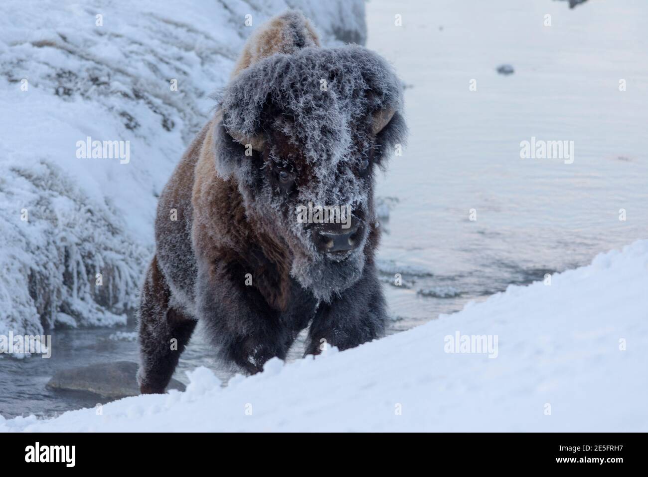 Photo d'hiver d'un bison (Bison bison) dans la vallée de Lamar, parc national de Yellowstone février 2017. Banque D'Images Photo d'hiver d'un bison (Bison bison) dans la vallée de Lamar, parc national de Yellowstone février 2017. Banque D'Images