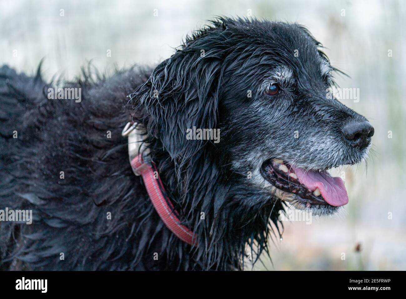 mélange de border collie golden retriever