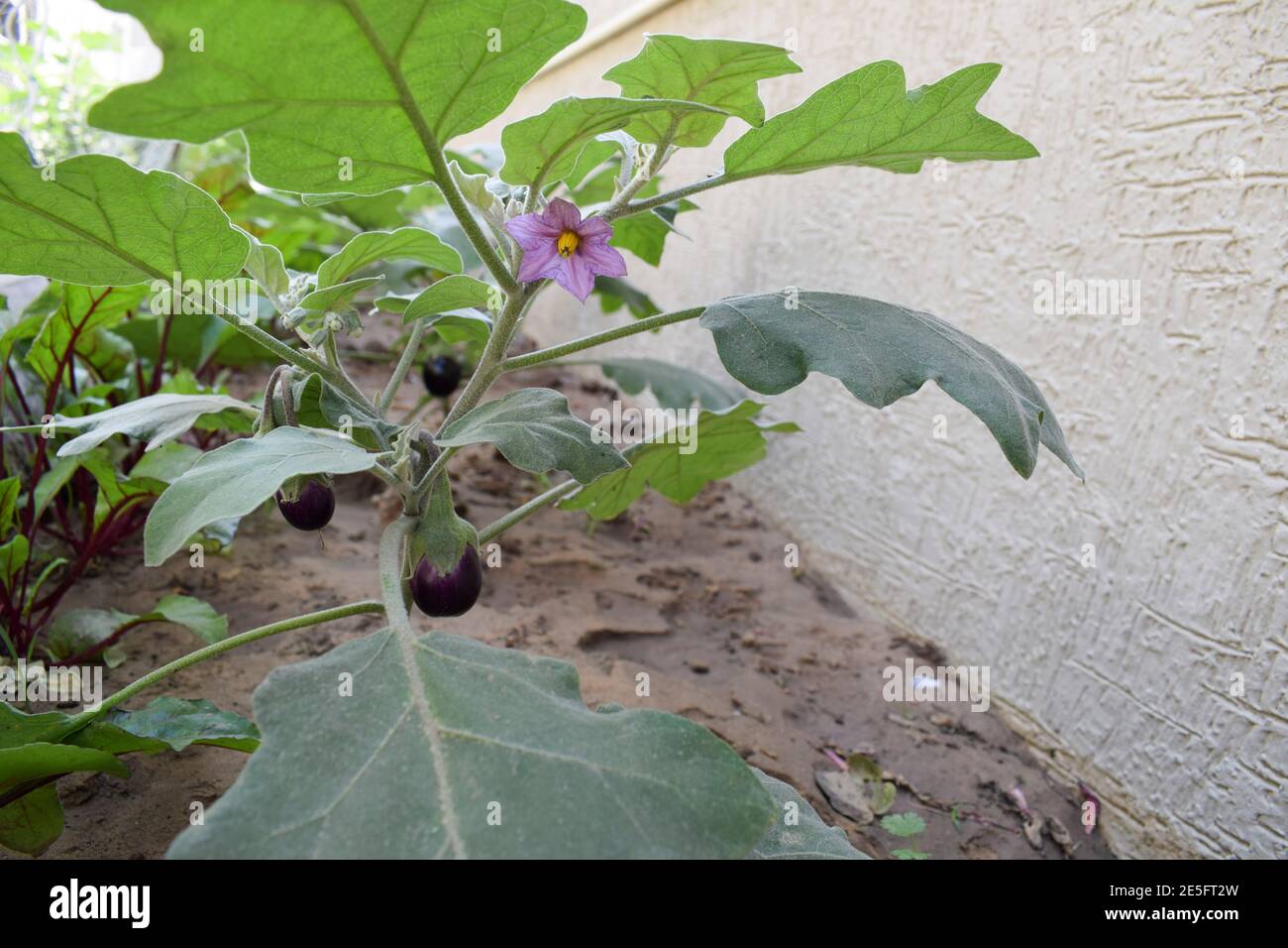 Fleurs violettes aubergines Banque de photographies et d’images à haute
