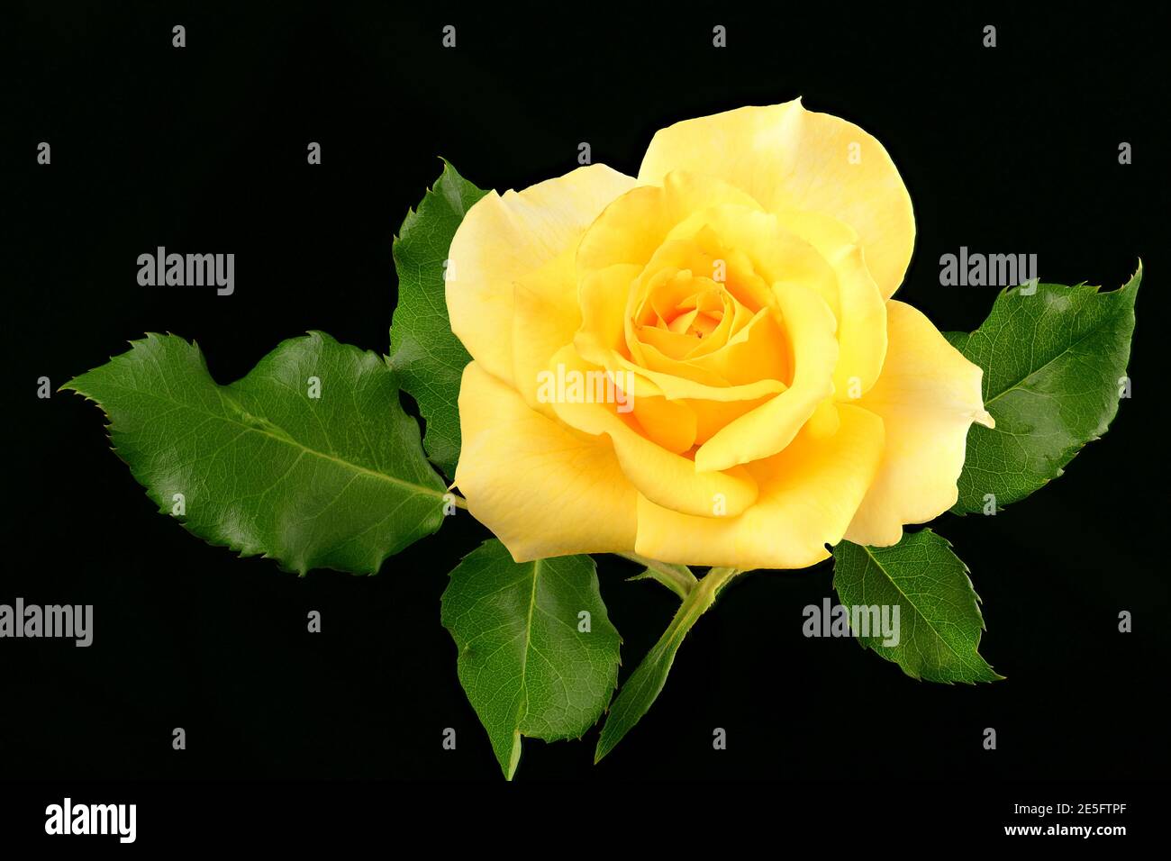 Fleur rose jaune isolée Banque D'Images