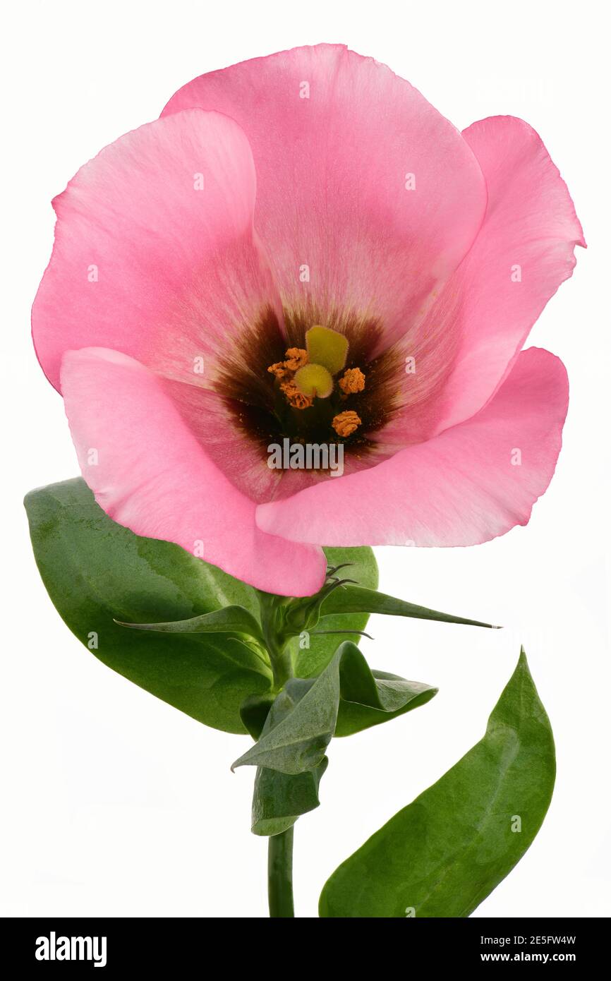 Fleur de lisianthus rose avec feuilles et tige isolatées sur blanc noir Banque D'Images