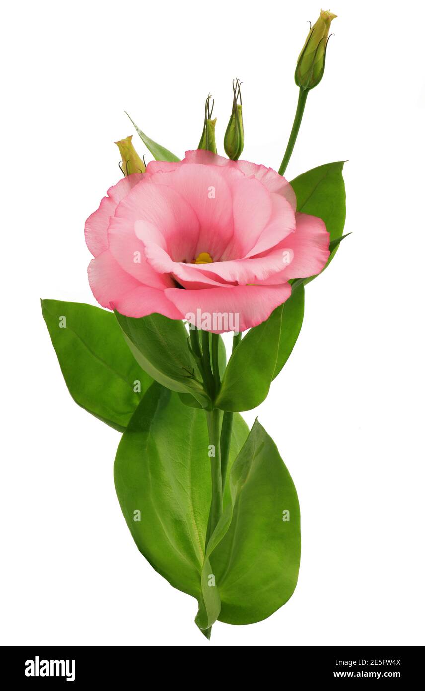 Fleur de lisianthus rose avec feuilles et tige isolatées sur blanc noir Banque D'Images