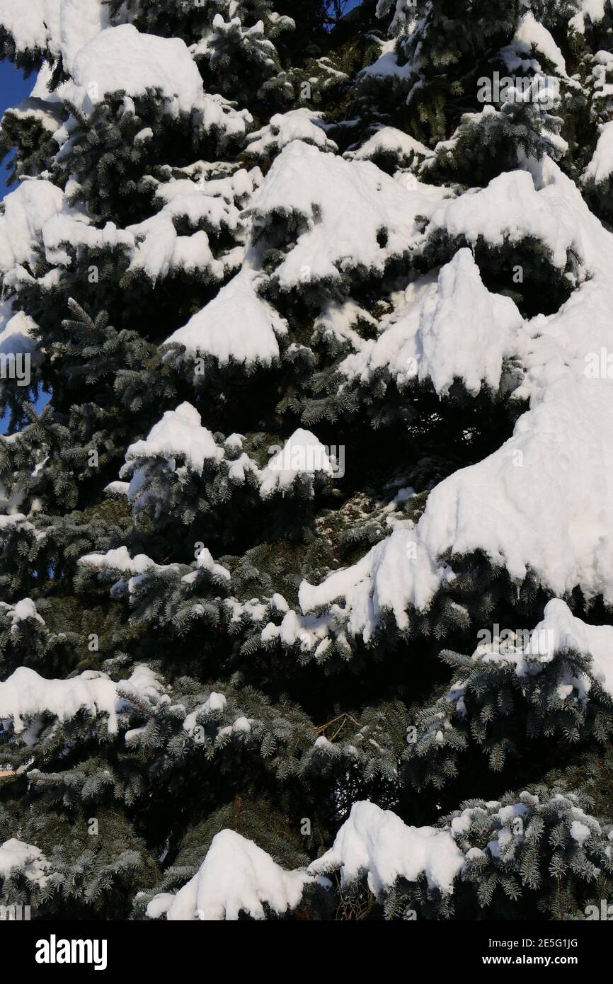 Forêt de sapin enneigé, également utilisable comme image de fond pour les cartes d'invitation, félicitations ou comme fond d'écran, format portrait Banque D'Images