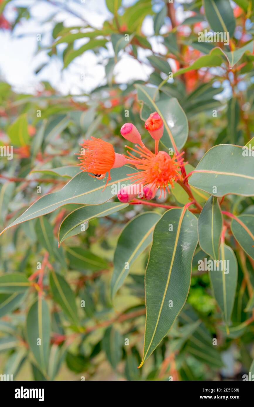 Arbre de gomme à fleurs rouges (Corymbia fifolia) croissant à Port Stephens, Nouvelle-Galles du Sud, Australie Banque D'Images