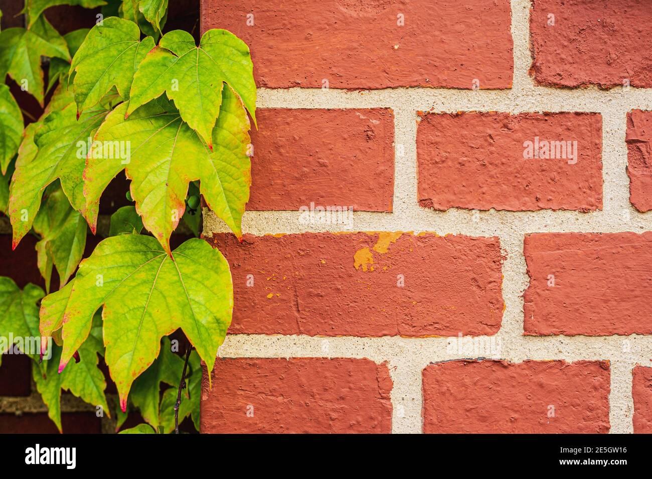 Vieux mur de brique de texture, arrière-plan, motif détaillé couvert de lierre. Ivy sur un mur de briques Banque D'Images