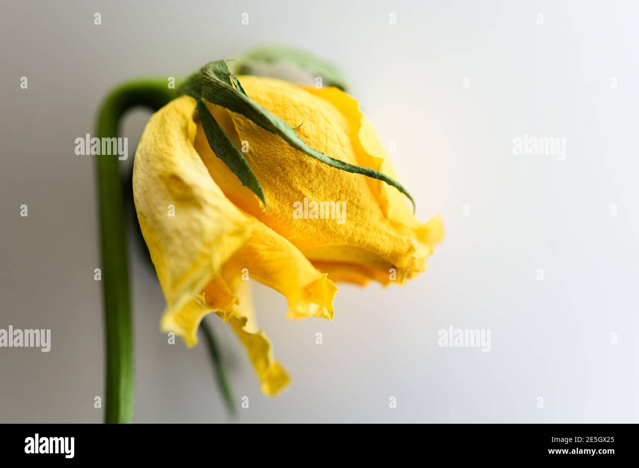 rose jaune pâle sur fond blanc Banque D'Images