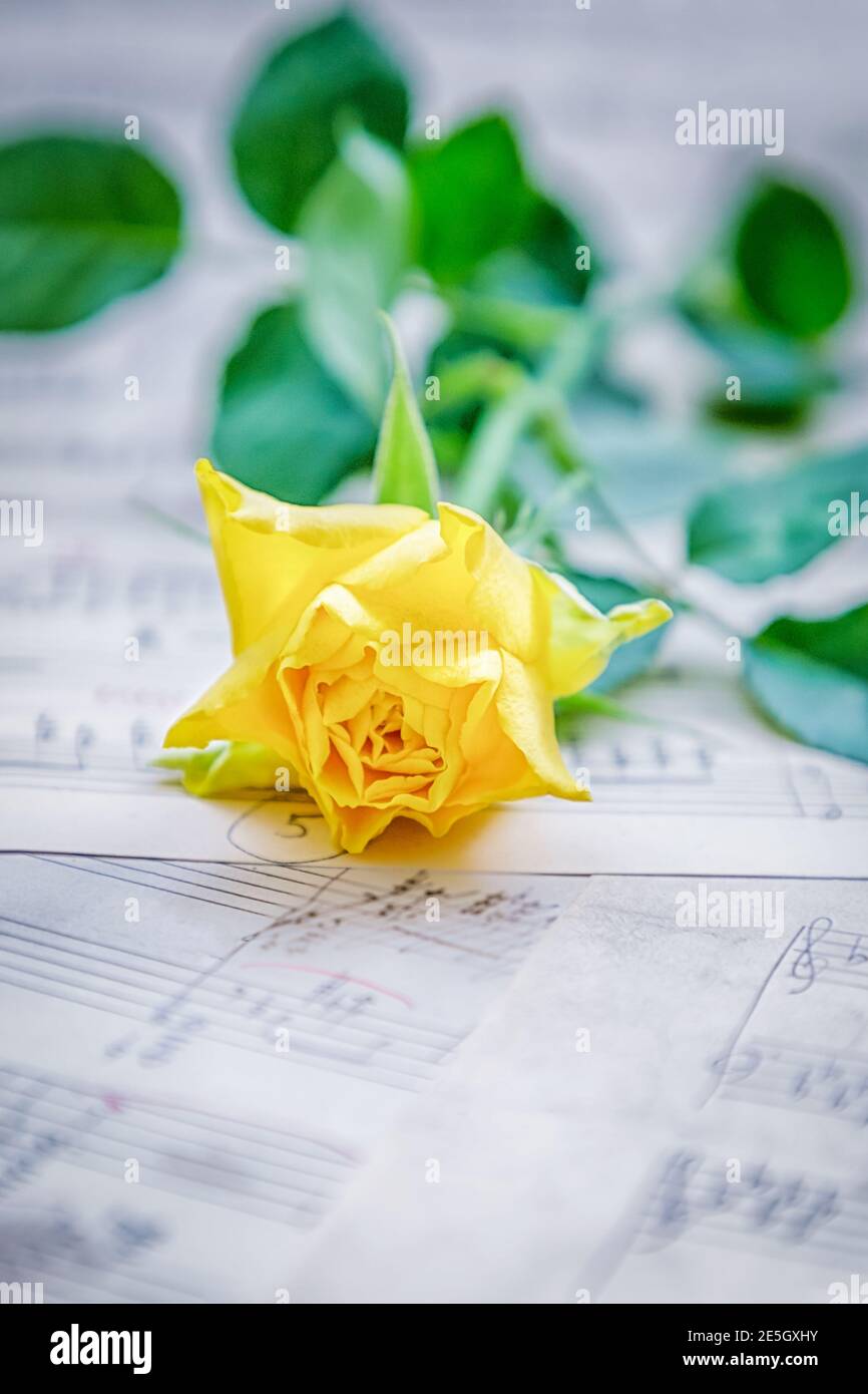 Rose jaune sur fond flou des notes Banque D'Images