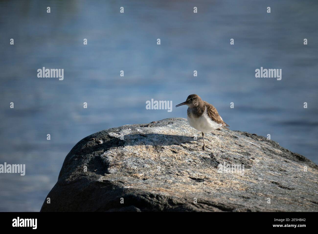 Pieuse de sable commune Weader oiseau sur grand rocher par la côte dans l'archipel du nord de la Scandinavie pendant l'été, où son alimentation. Banque D'Images