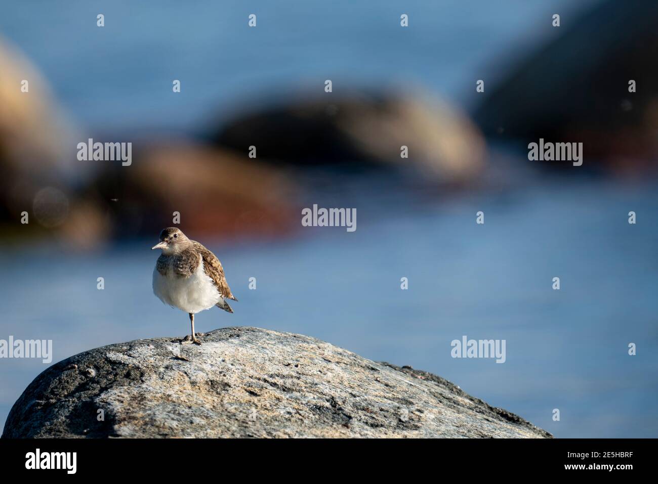 Pieuse de sable commune Weader oiseau sur grand rocher par la côte dans l'archipel du nord de la Scandinavie pendant l'été, où son alimentation. Banque D'Images