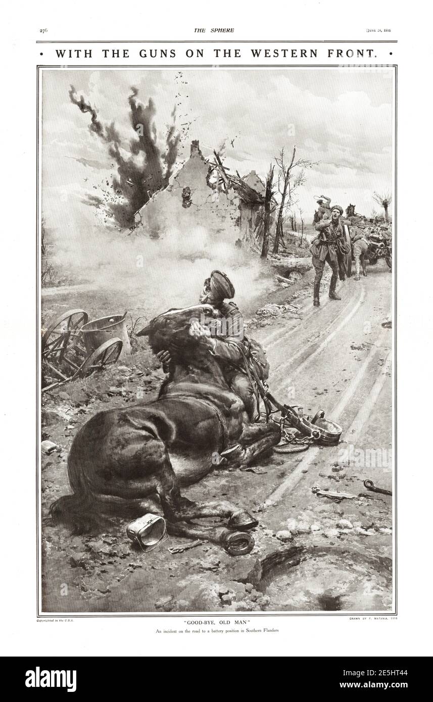 1916 la sphère a mortellement blessé le cheval sur le front occidental Banque D'Images