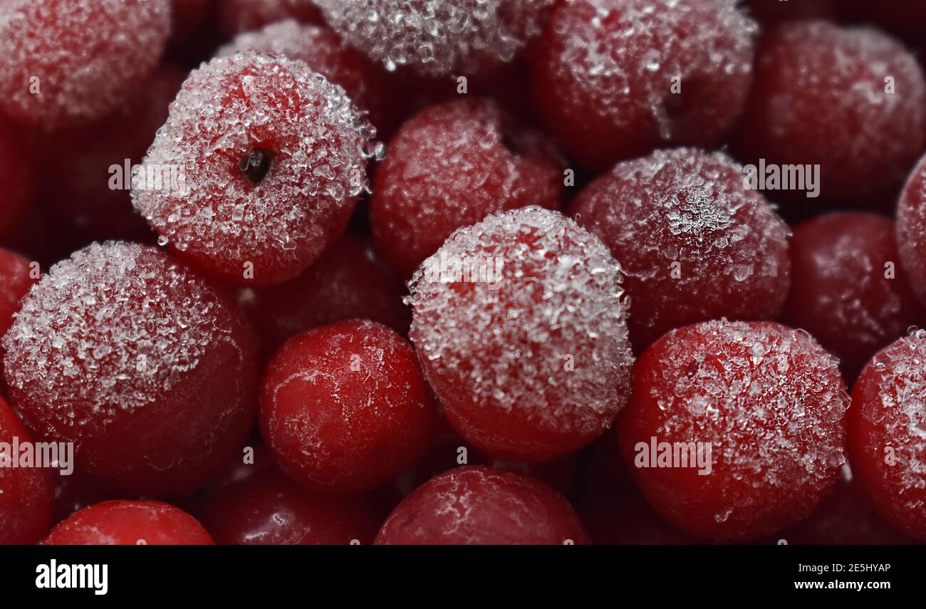 Cerises mûres congelées Banque D'Images