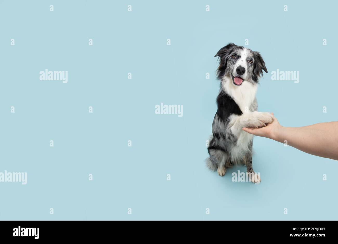 Obéissance de collie frontière. Chien haut cinq avec la main humaine. Isolé sur fond bleu. Banque D'Images