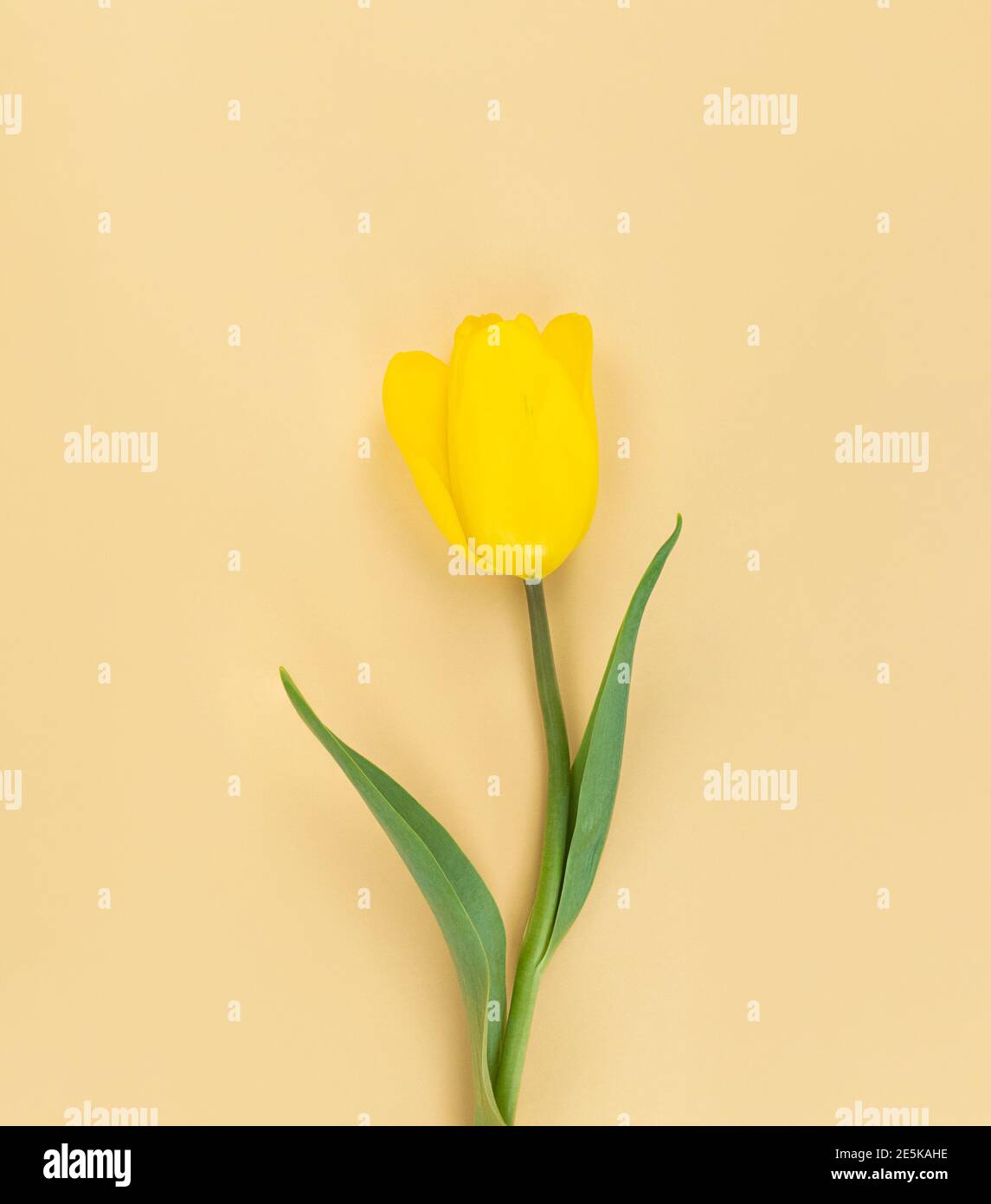 Tulipe jaune sur fond beige. Photo Mimimaliste Flat Lay. Banque D'Images