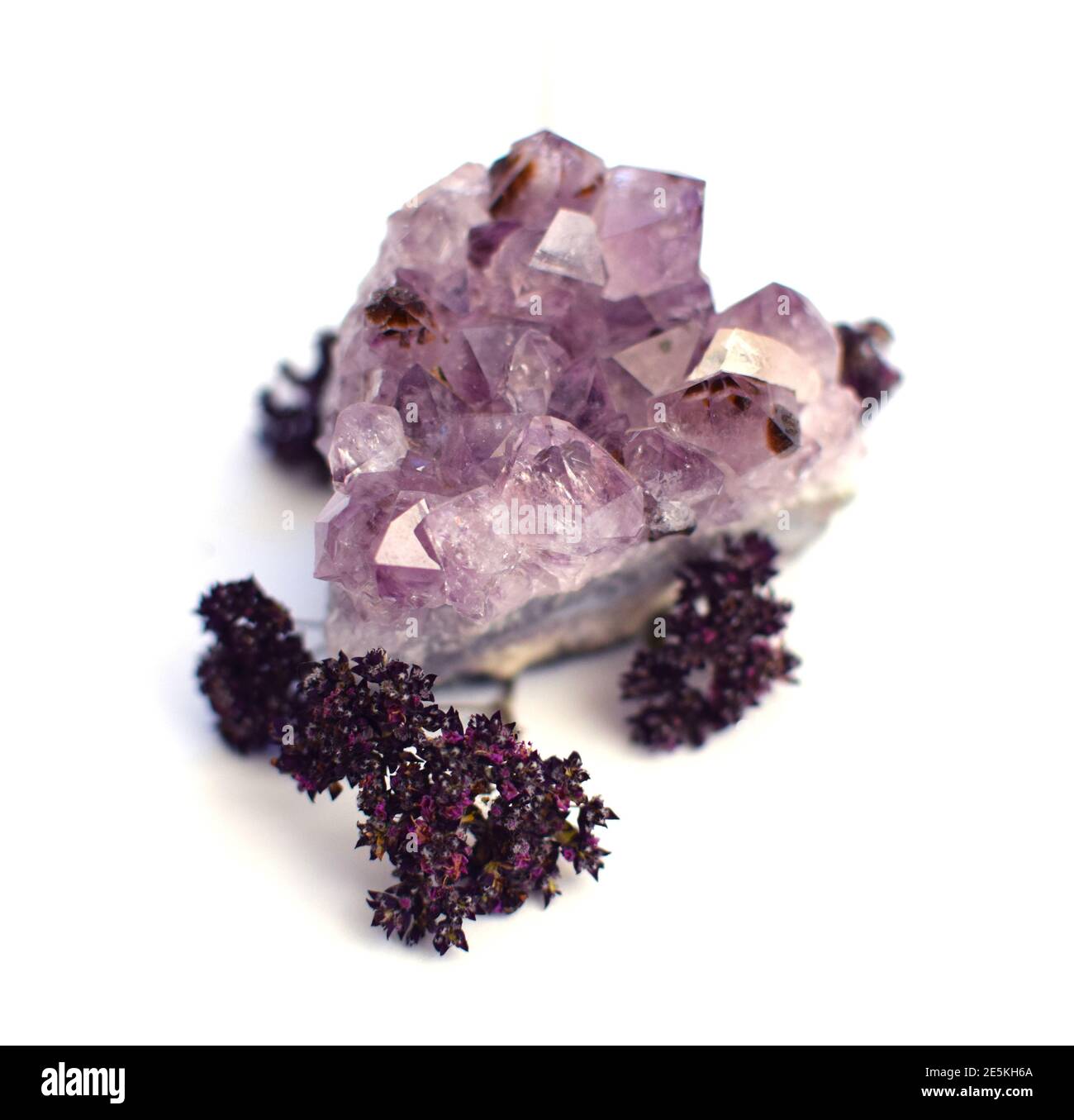 Belle druse de cristaux d'améthyste avec herbe sèche d'origan sur un fond blanc. Symbole magique. Une pierre précieuse. Banque D'Images