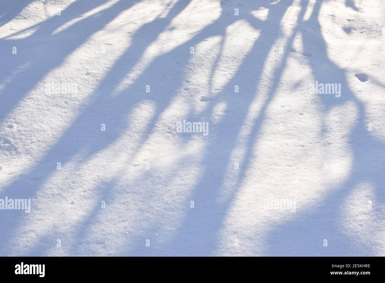 Ombres des arbres dans la neige dans la forêt en hiver. Texture de la neige Banque D'Images