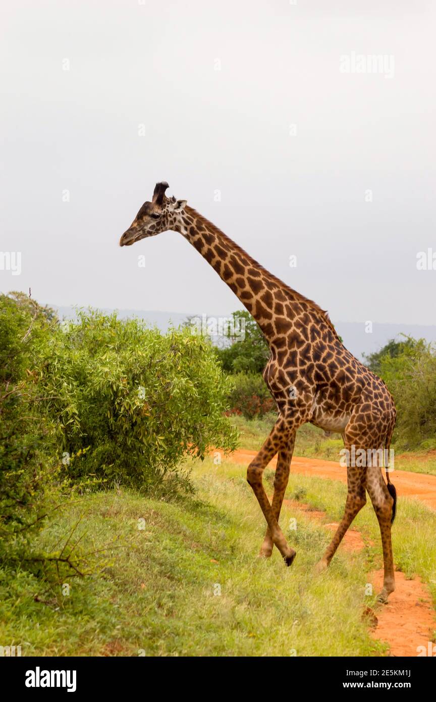 Girafe isolée à Tsavo West Park Kenya Banque D'Images Girafe isolée à Tsavo West Park Kenya Banque D'Images