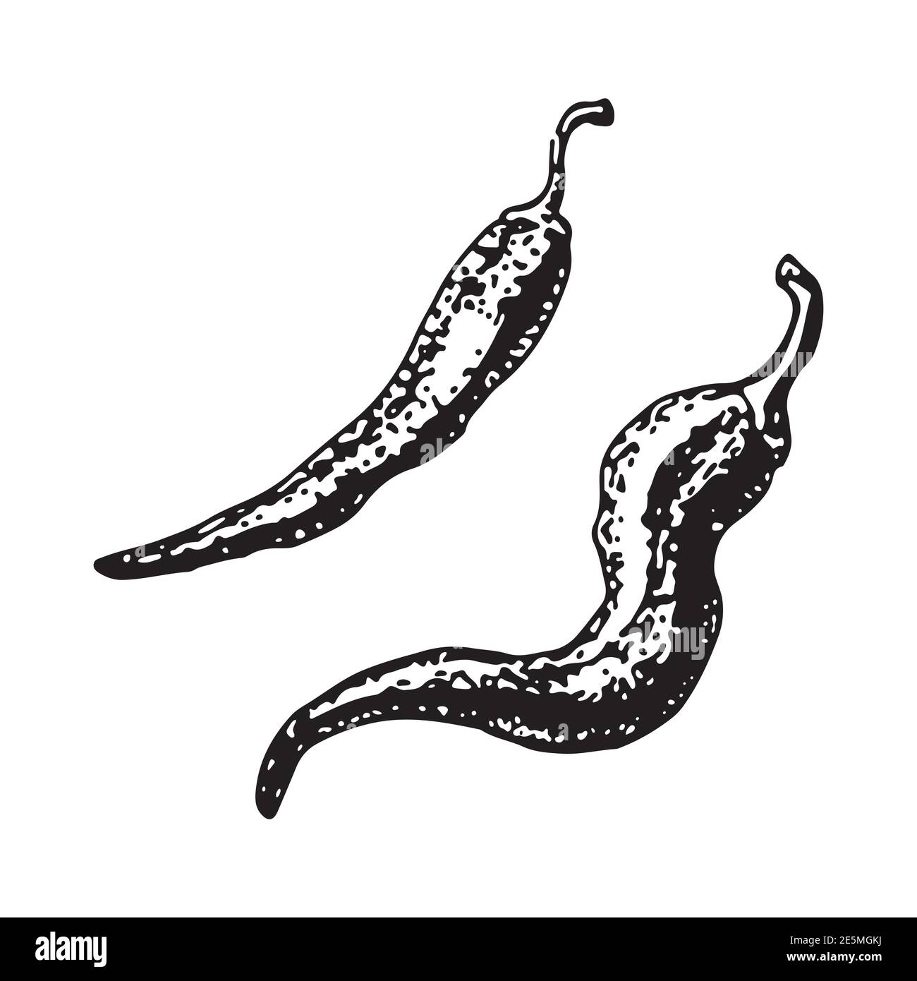 croquis de piment fort. piment fort, illustration vectorielle des poivrons chauds. Illustration de Vecteur