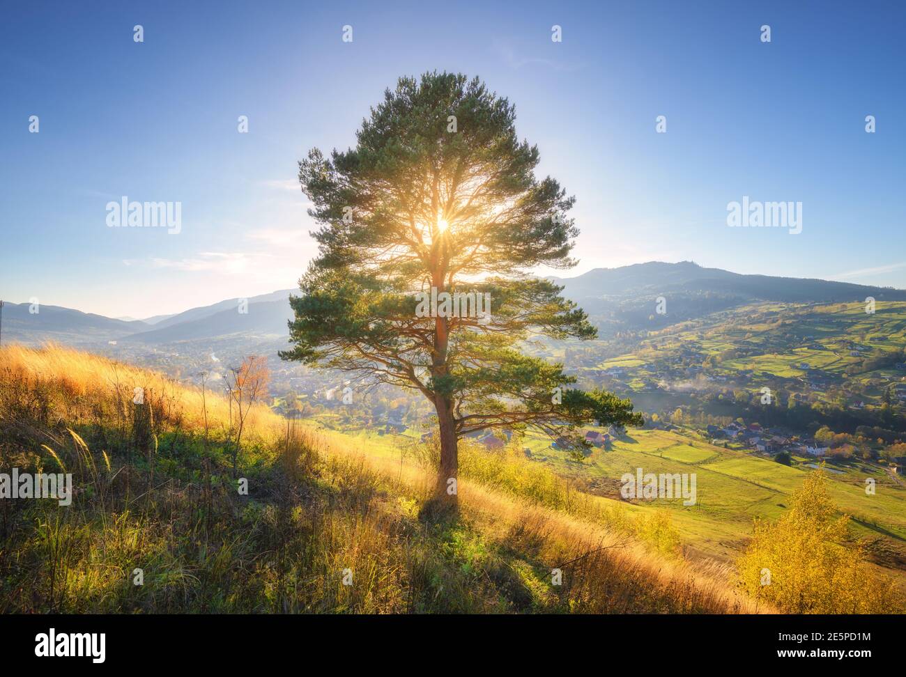 Magnifique arbre seul sur la colline en montagne au coucher du soleil en automne Banque D'Images