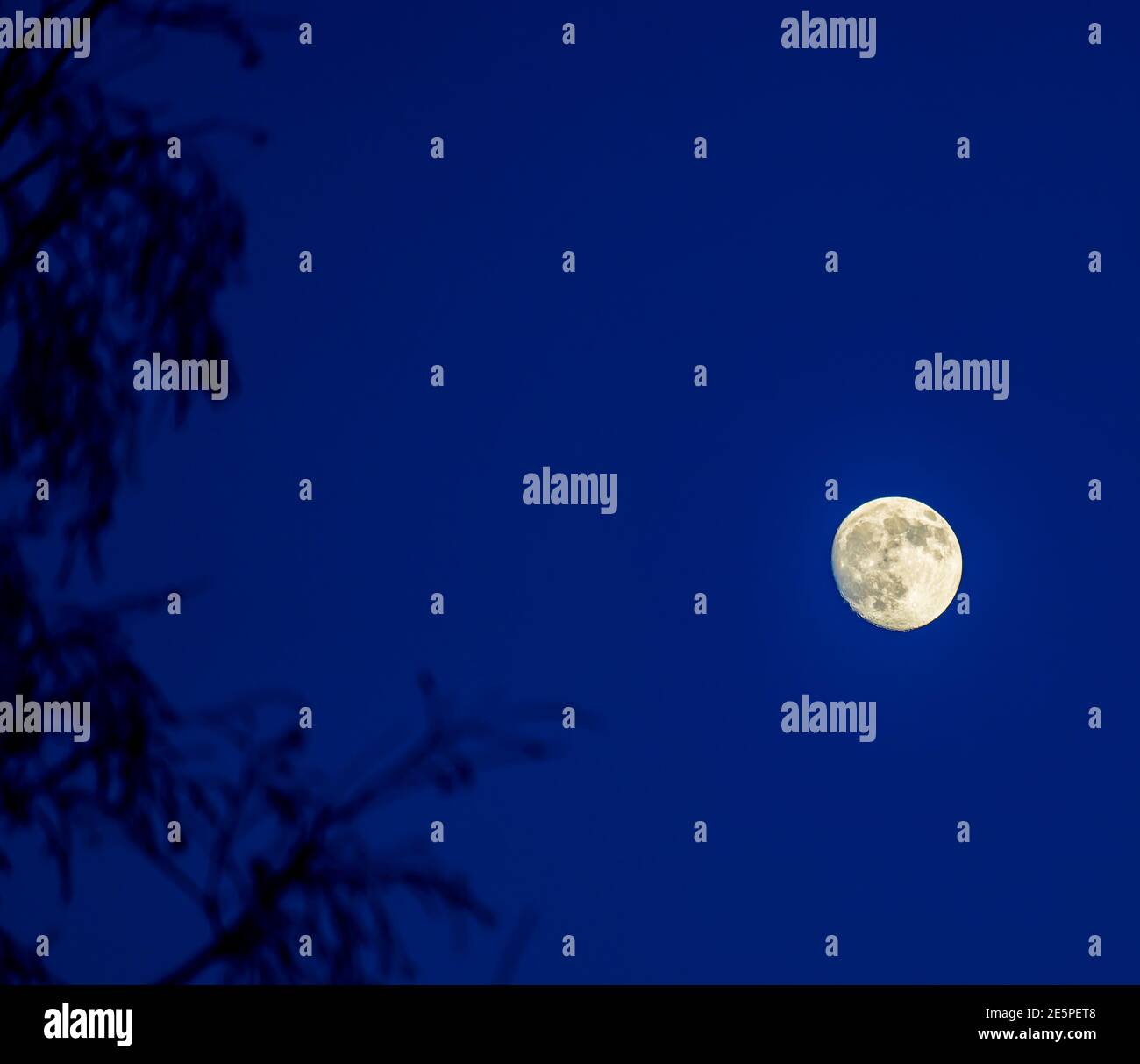 Lune au-dessus des arbres dans le ciel bleu foncé avec silhouettes des branches. Banque D'Images