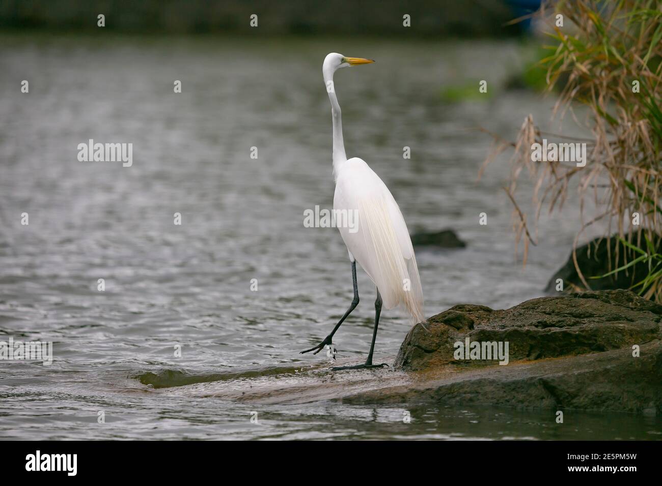 Heron blanc à la recherche de la nourriture dans le lac Nicaragua du Nicaragua, l'Amérique centrale... Banque D'Images