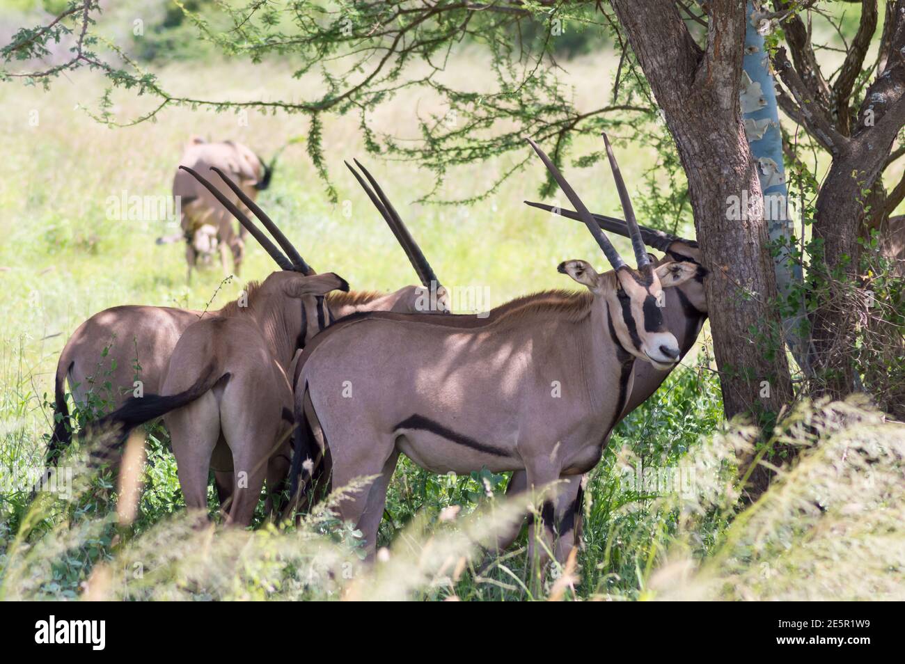 Gemsbok, Oryx gazella, grande antilope dans l'habitat naturel, Tsavo West, Kenya. Animaux sauvages dans la savane. Animal avec grande corne droite en bois. Banque D'Images Gemsbok, Oryx gazella, grande antilope dans l'habitat naturel, Tsavo West, Kenya. Animaux sauvages dans la savane. Animal avec grande corne droite en bois. Banque D'Images