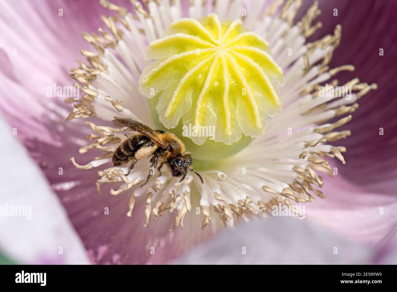 Abeille mason à franges dorées (Osmia aurulenta) visitant la fleur de pavot à opium et collectant du pollen dans la corbicula, Berkshire, juin Banque D'Images