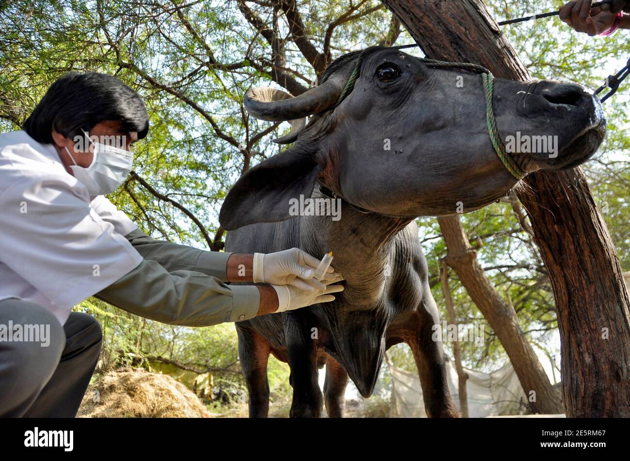 A veterinary doctor from the National Institute of Communicable Diseases  (NICD) collects blood samples from a buffalo in Kolat village in the  outskirts of Ahmedabad January 20, 2011. Three people suffering from