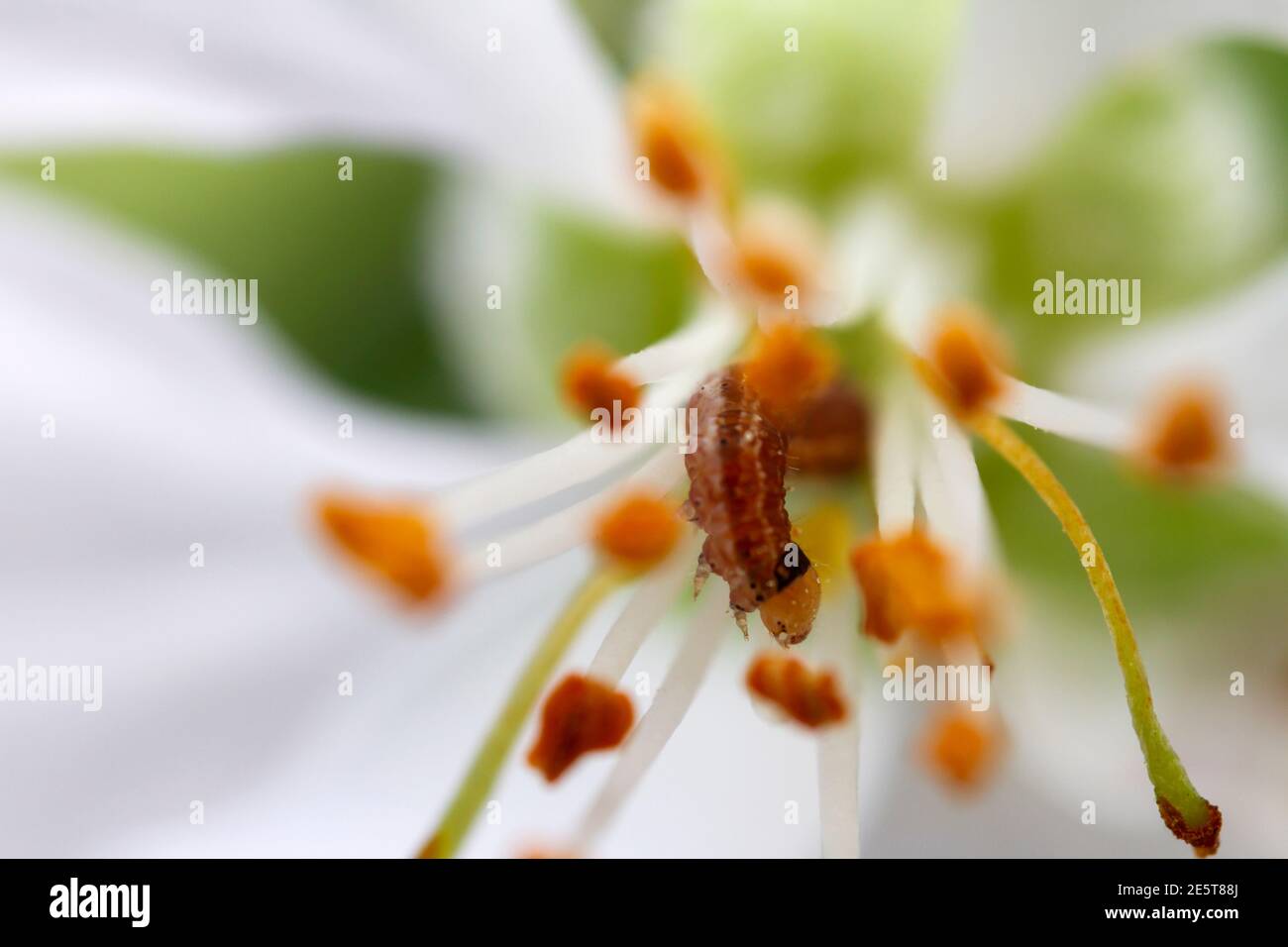 Image très rapprochée de ver se mêlant de la fleur de pomme blanche, étamine jaune au centre de celle-ci. Mise au point sélective et faible profondeur de champ. Banque D'Images Image très rapprochée de ver se mêlant de la fleur de pomme blanche, étamine jaune au centre de celle-ci. Mise au point sélective et faible profondeur de champ. Banque D'Images