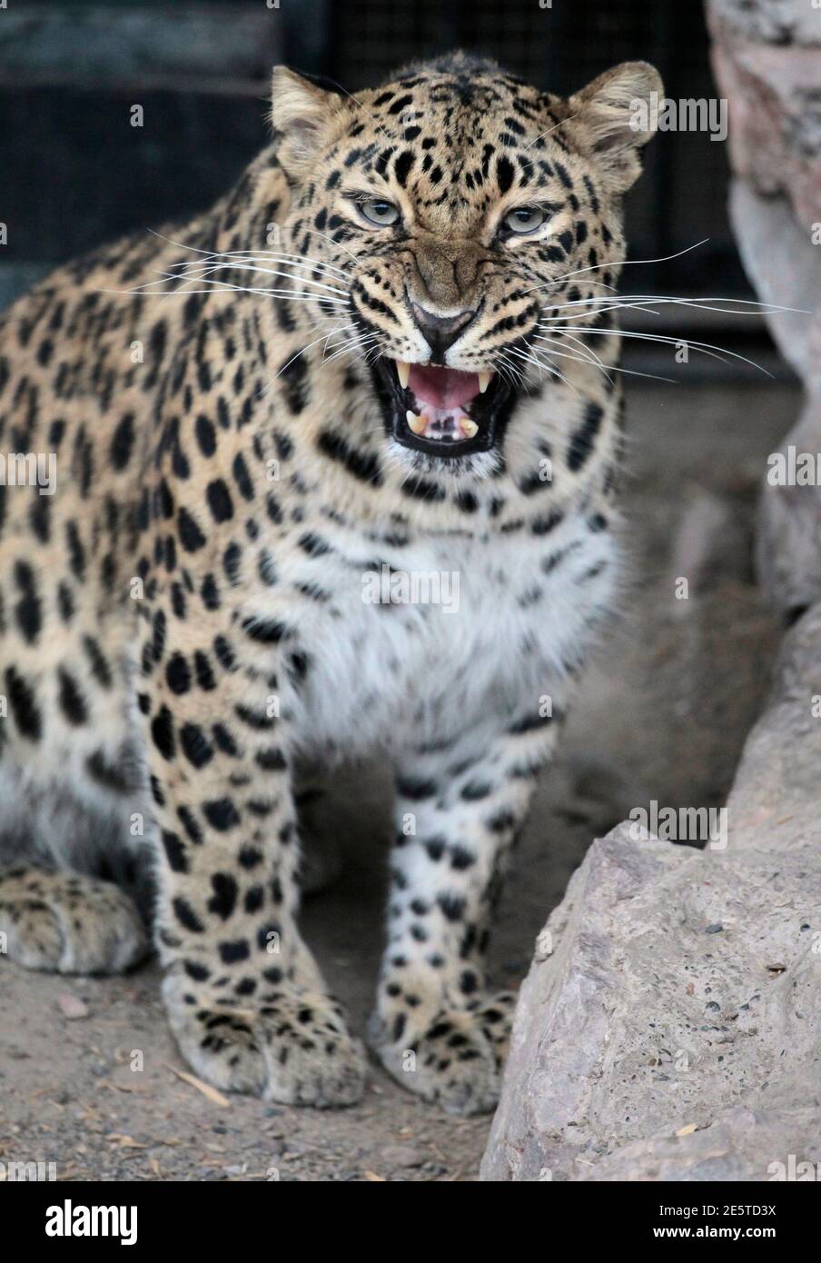 Leopard Coreen Banque D Image Et Photos Alamy