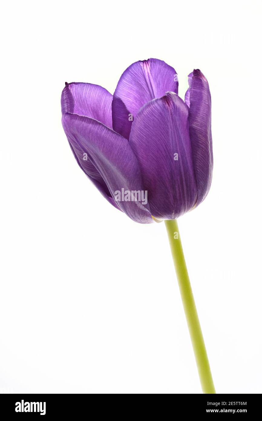 Gros plan sur la tête de fleur d'une seule magnifique Mauve Tulipe sur fond blanc Uni Banque D'Images