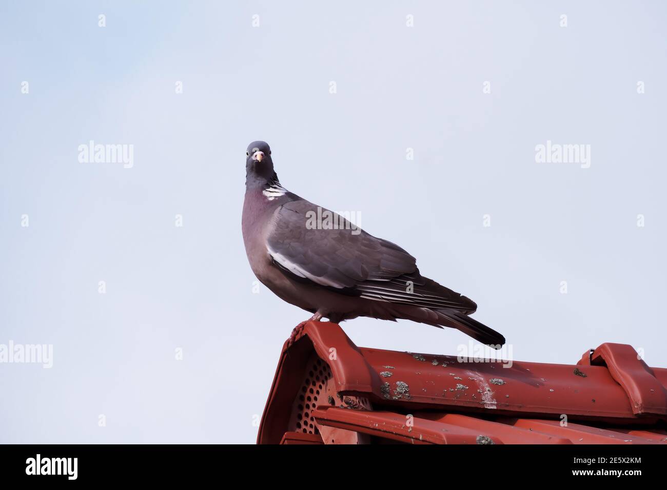 Cliché sélectif d'un pigeon sauvage reposant sur le toit Banque D'Images