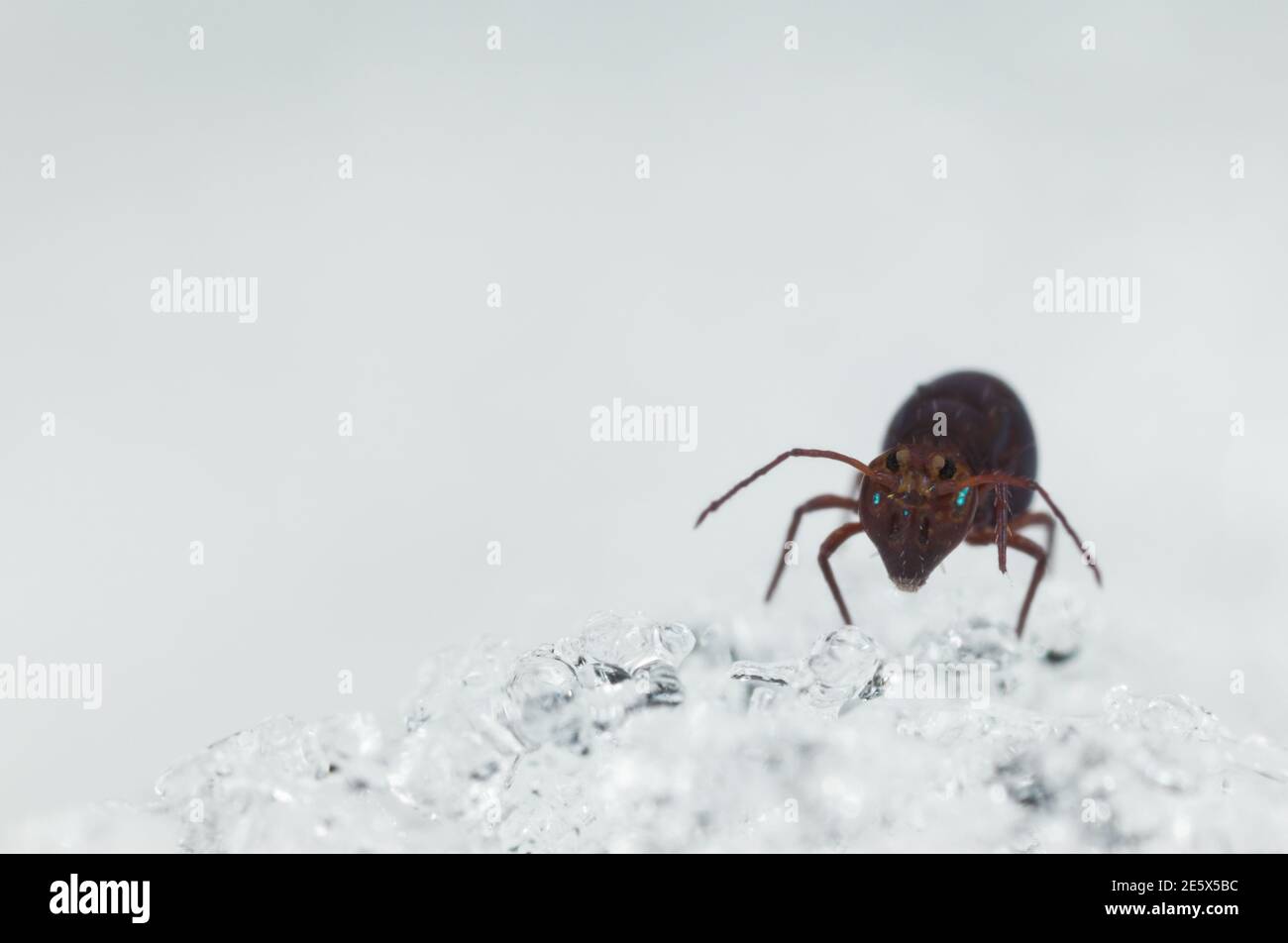 Queue de printemps globulaire marchant sur la neige (Dicyrtoma fuscus) Banque D'Images